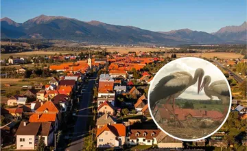 VIDEO: Príbeh bocianej lásky z Vavrišova dojíma celé Slovensko, takto vyzerá pravý partner