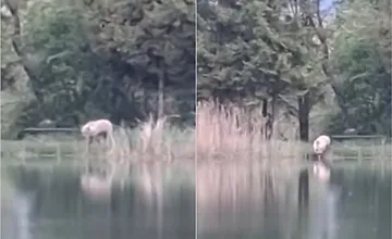VIDEO: Medveď chodí k rybníku v Turci už druhý mesiac. Navštívil aj cintorín, rieši ho zásahový tím