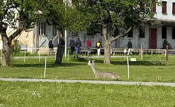 Martinskí tínedžeri pohoršili internet správaním k zvieraťu. V minizoo pre zábavu pľuli na alpaku