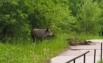 VIDEO: V areáli žilinskej univerzity za bieleho dňa ryl veľký diviak. Hlinu vyhadzoval na chodník