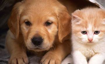 Hromadné očkovanie psov a mačiek proti besnote