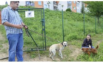 Pri venčení psíka si dávajte pozor na otrávené jedlo a žiletky v chlebe