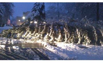 V noci padali stromy na cestu na viacerých miestach v Žiline
