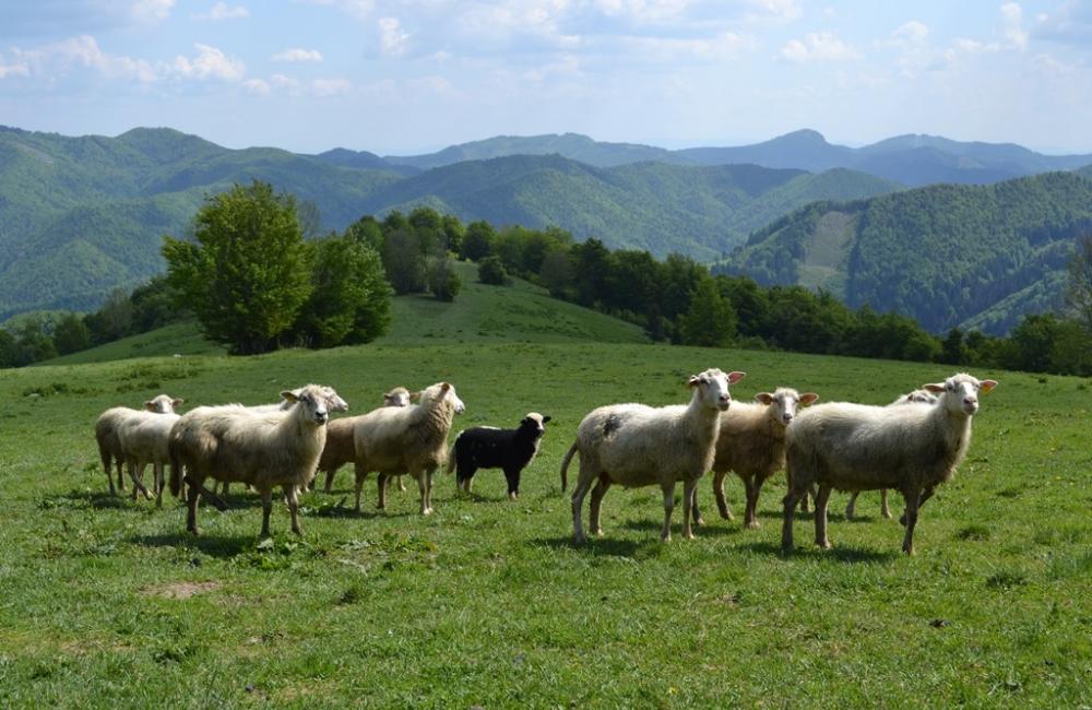 Žilinský kraj podporuje ovčiarstvo na našom území, foto 4