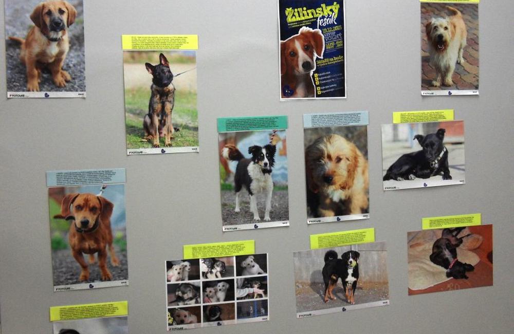 Výstava a zbierka pre psíky z útulku, foto 2
