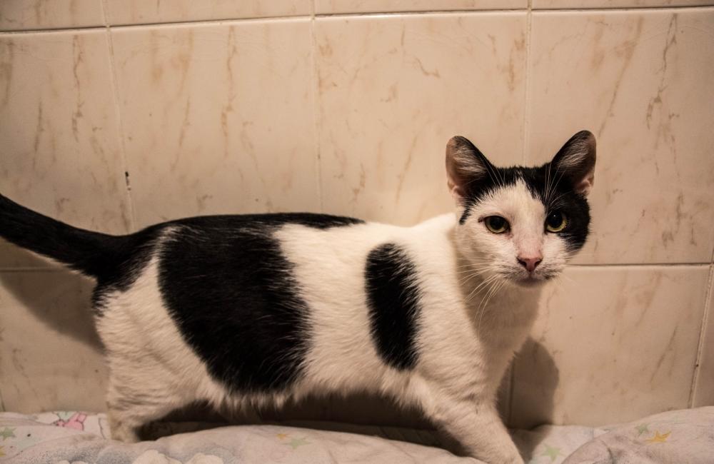 27 mačiek, ktoré zostali v byte zrazenej ženy na ulici Spanyolova, foto 4