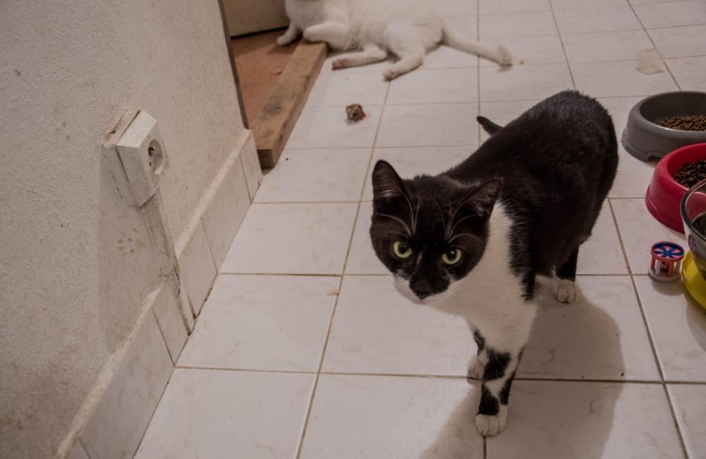27 mačiek, ktoré zostali v byte zrazenej ženy na ulici Spanyolova, foto 9