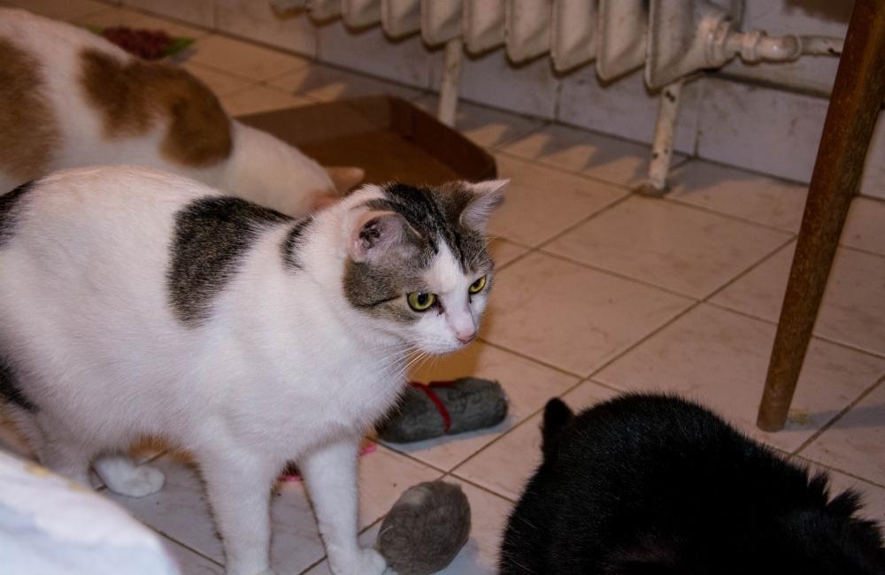 27 mačiek, ktoré zostali v byte zrazenej ženy na ulici Spanyolova, foto 10