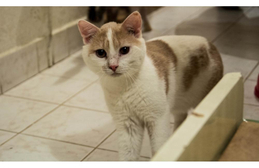27 mačiek, ktoré zostali v byte zrazenej ženy na ulici Spanyolova, foto 19