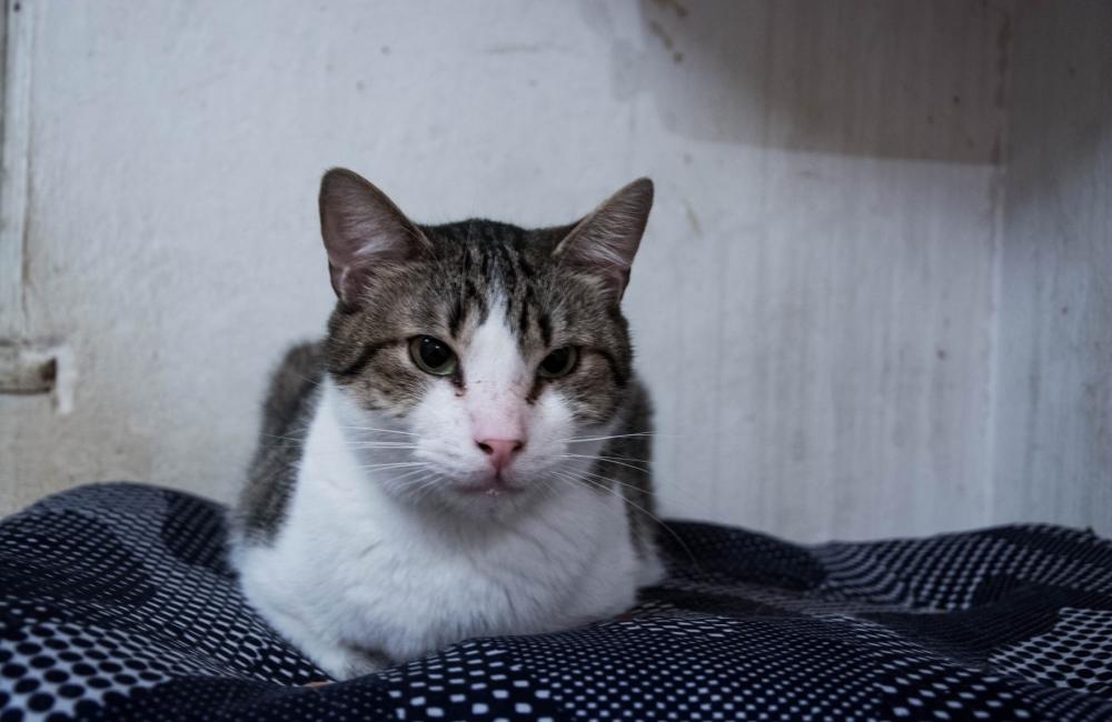 27 mačiek, ktoré zostali v byte zrazenej ženy na ulici Spanyolova, foto 25