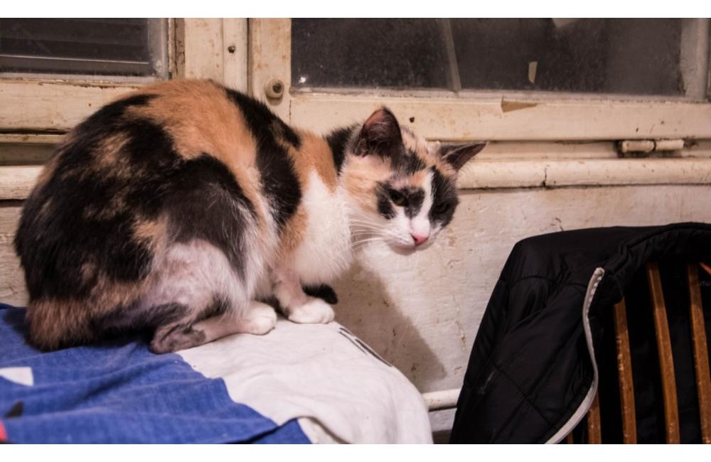 27 mačiek, ktoré zostali v byte zrazenej ženy na ulici Spanyolova, foto 27