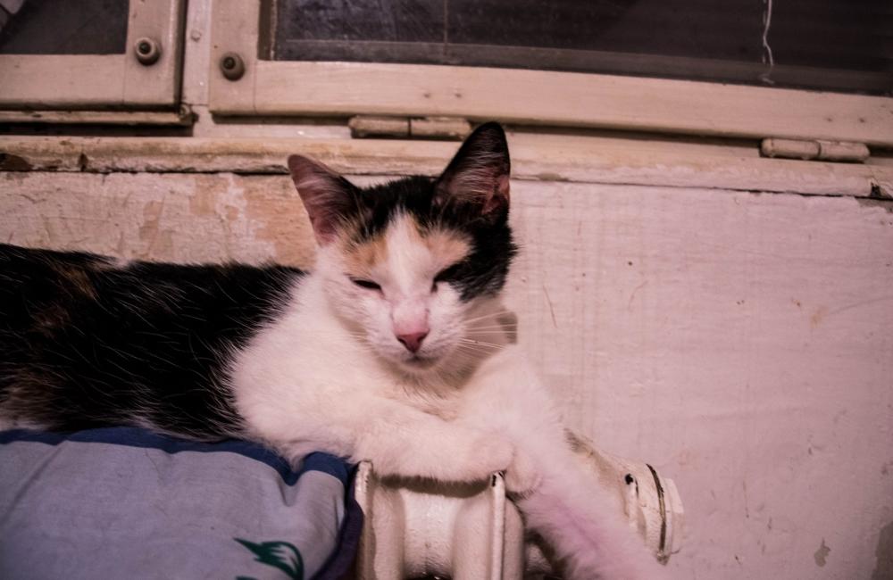 27 mačiek, ktoré zostali v byte zrazenej ženy na ulici Spanyolova, foto 30