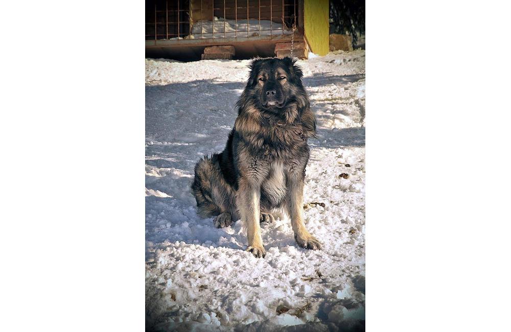 Ukradnutý pes Rúfus z Chaty pod Suchým a páchateľ, foto 1