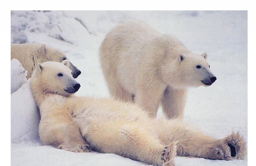 Internet vtipne reaguje na snehovú nádielku na Orave a na Kysuciach, foto 12