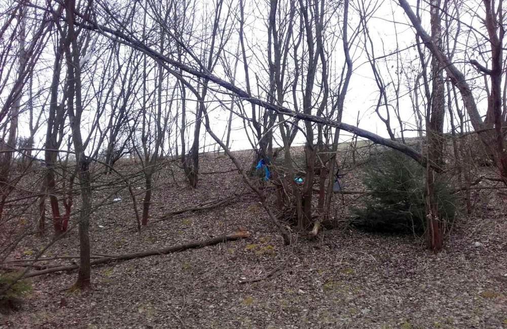Nebezpečné stromy na sídlisku Solinky, ulica Obvodová, foto 1