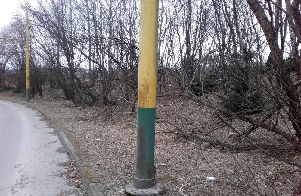 Nebezpečné stromy na sídlisku Solinky, ulica Obvodová, foto 2