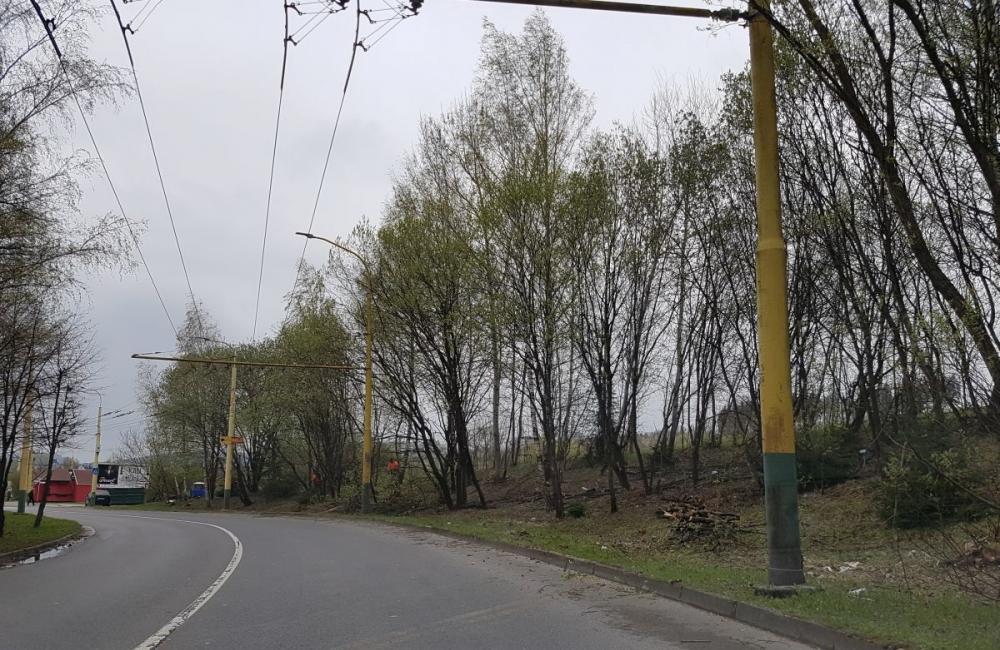Nebezpečné stromy na sídlisku Solinky vyrezali, foto 1