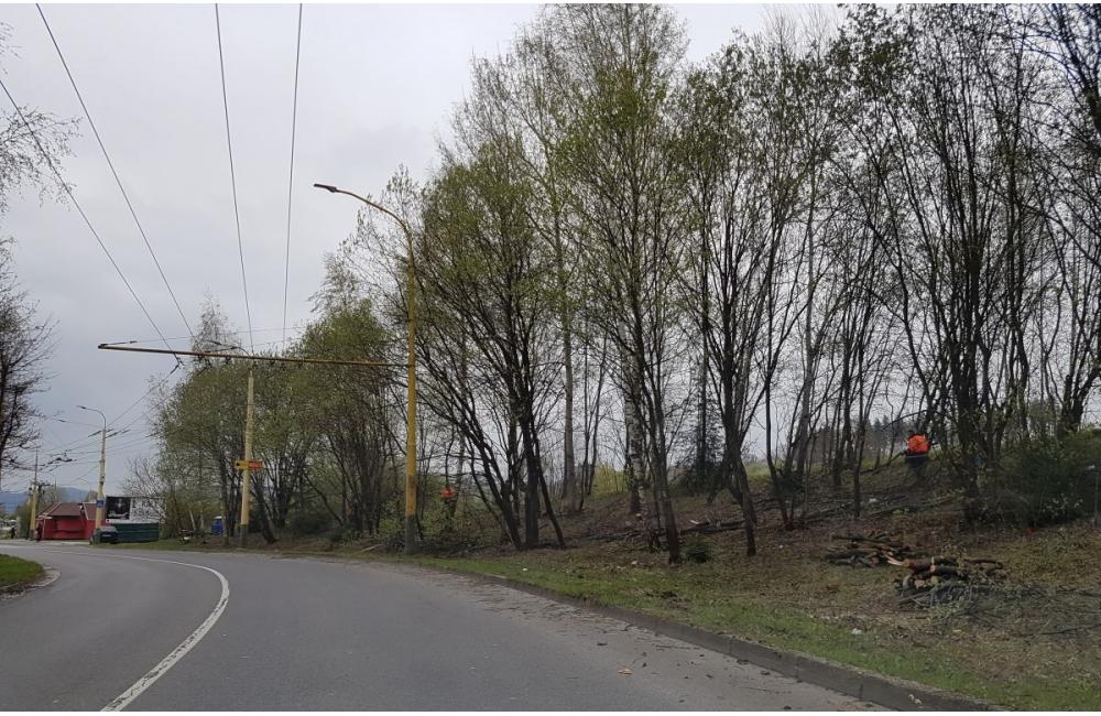 Nebezpečné stromy na sídlisku Solinky vyrezali, foto 2
