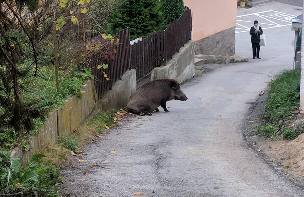 Diviak v mestskej časti Vranie - 26.10.2017, foto 2