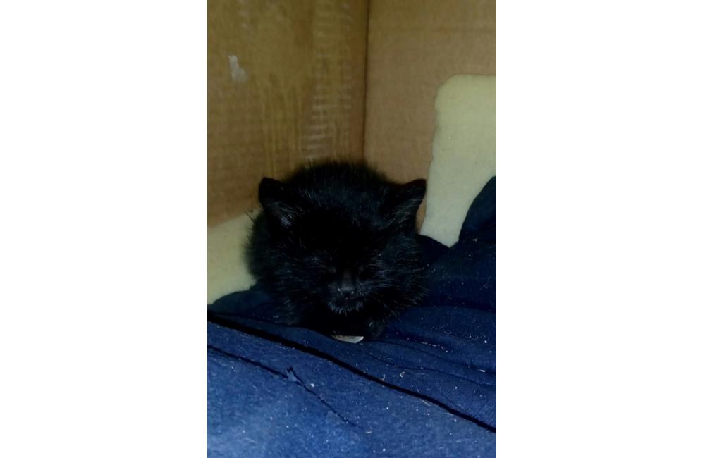 Mačiatka dočasná opatera Žilina, foto 3