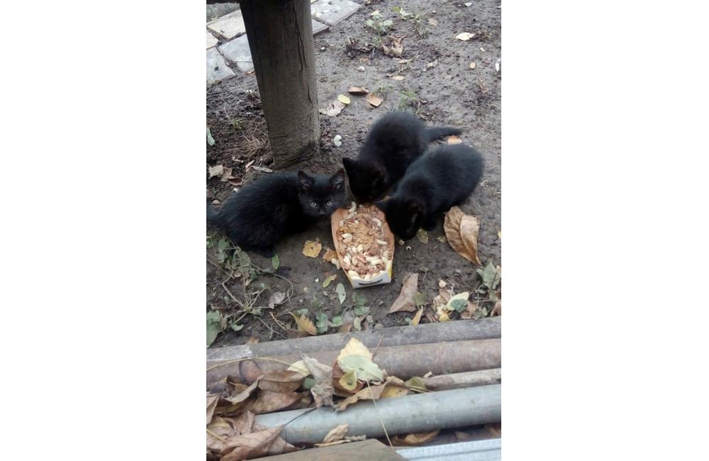 Mačiatka dočasná opatera Žilina, foto 4