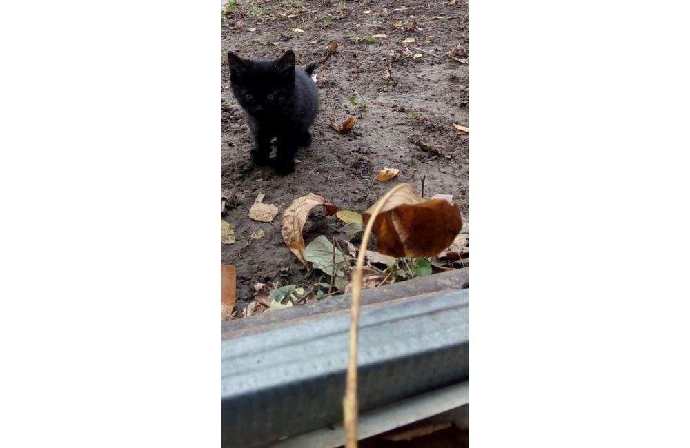 Mačiatka dočasná opatera Žilina, foto 5