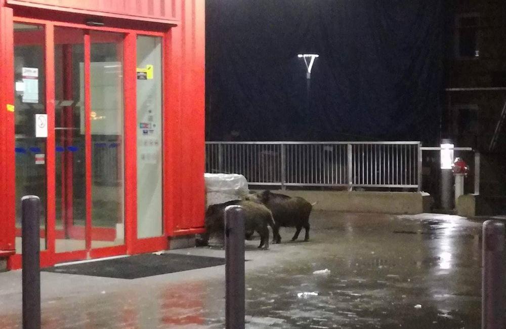 Diviaky na sídlisku Hájik 22.11.2017, foto 3