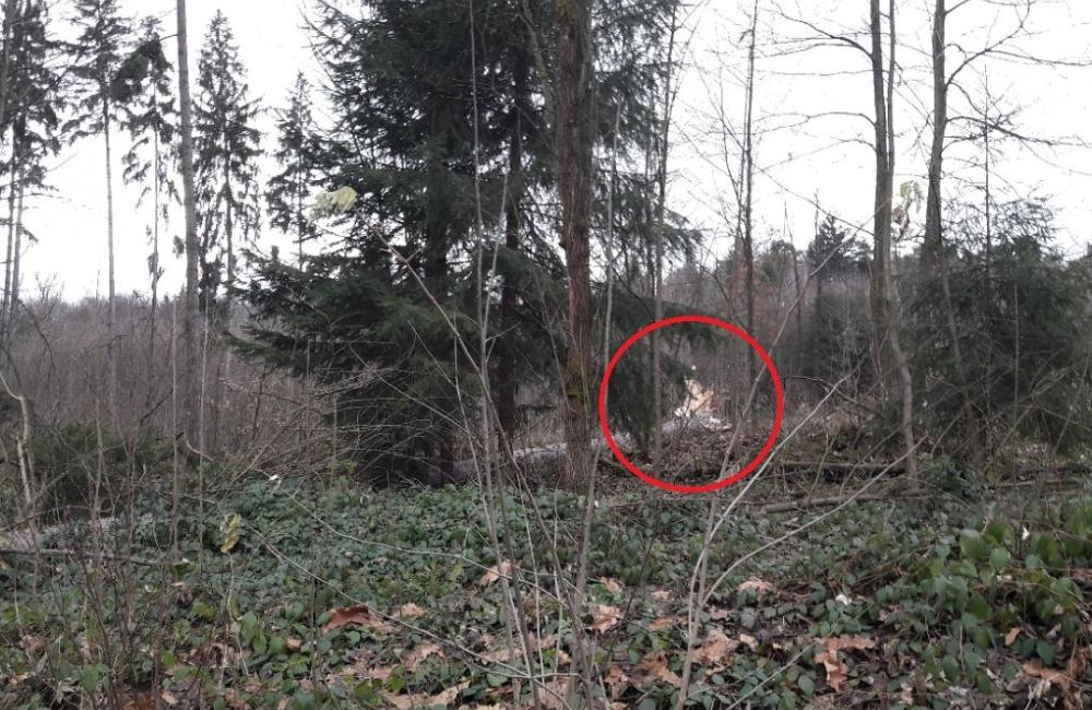 Spadnutý strom na ulici Veľký diel 12.12.2017, foto 4