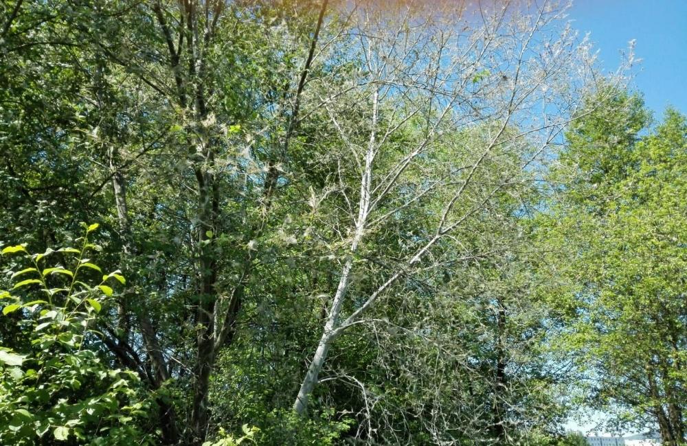 FOTO: Časť stromov v Lesoparku Chrasť v Žiline obalili húsenice , foto 2