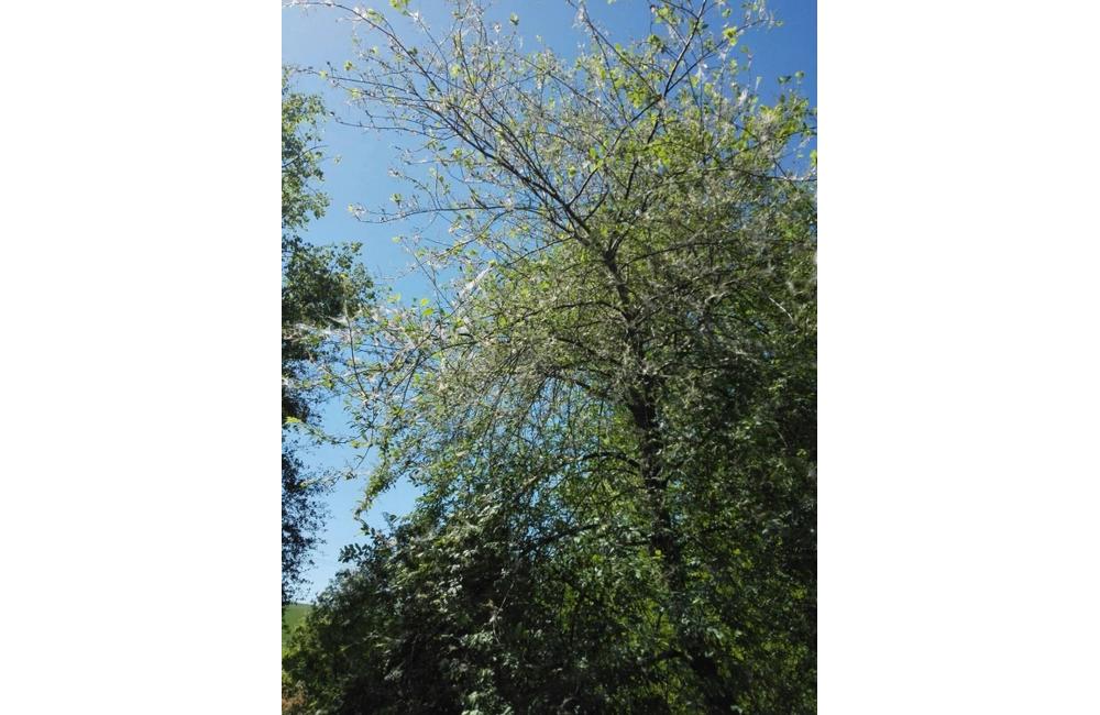 FOTO: Časť stromov v Lesoparku Chrasť v Žiline obalili húsenice , foto 3
