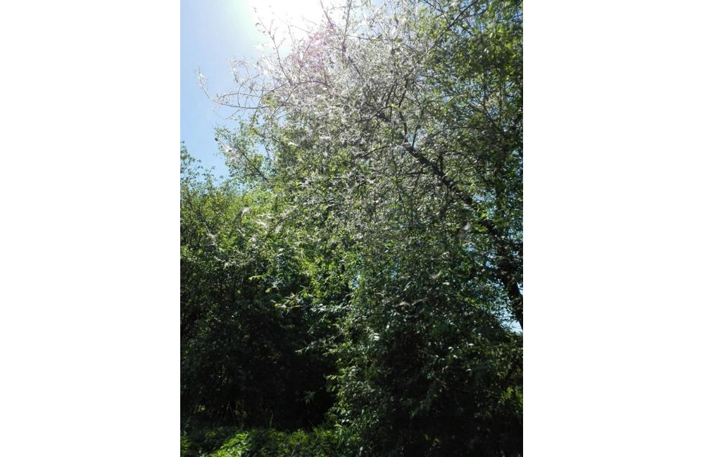 FOTO: Časť stromov v Lesoparku Chrasť v Žiline obalili húsenice , foto 4