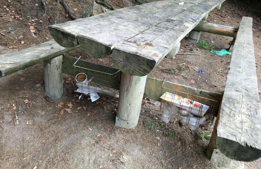Žiaci zo ZŠ v Dolnom Hričove vyčistili studničku na Bukovine a postavili tam unikátnu tabuľu, foto 1