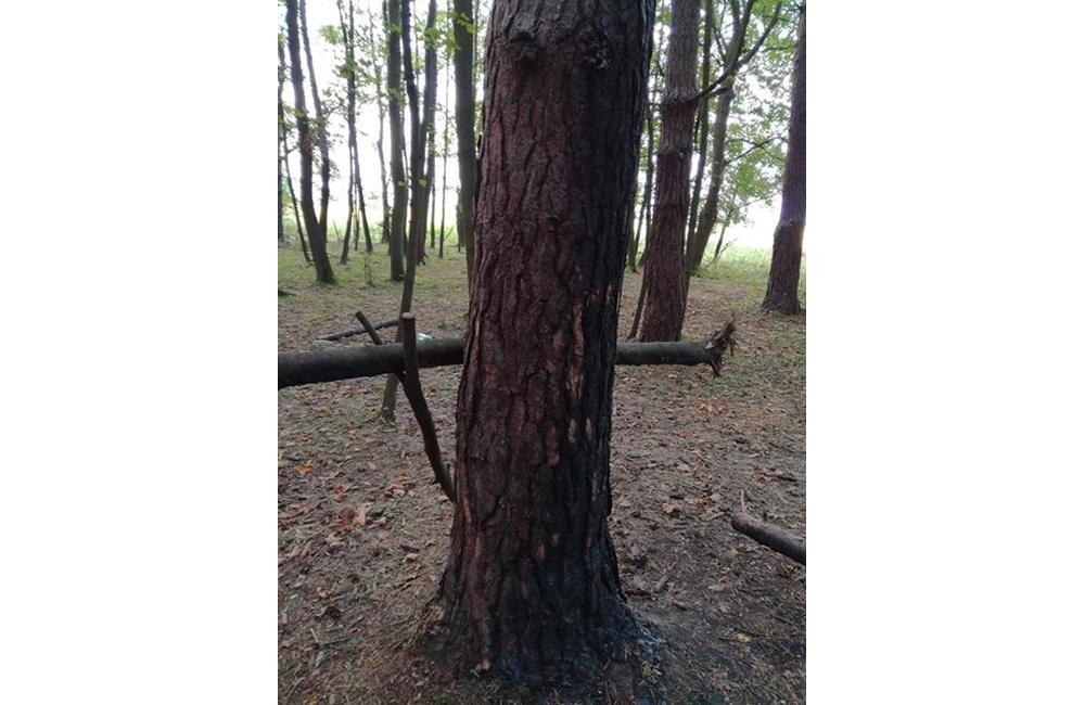FOTO: Neporiadni návštevníci lesa v Bánovej po sebe zanechávajú neporiadok, foto 6