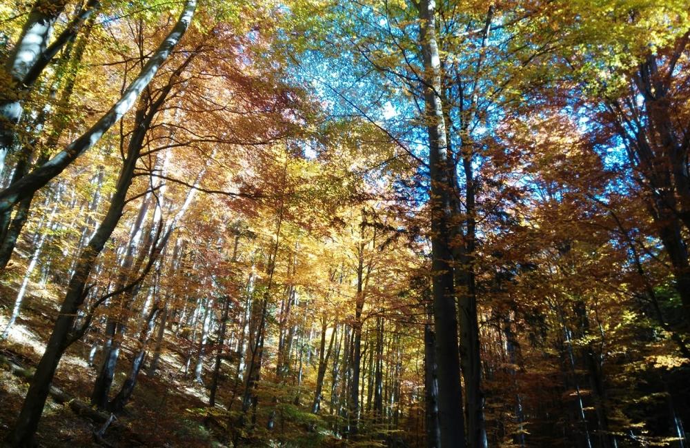 FOTO: Jesenné zábery Žiliny a okolia od našich čitateľov, foto 13