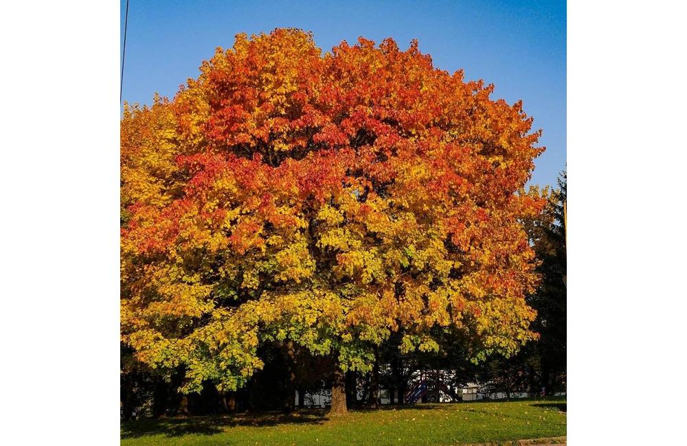 FOTO: Jesenné zábery Žiliny a okolia od našich čitateľov, foto 7