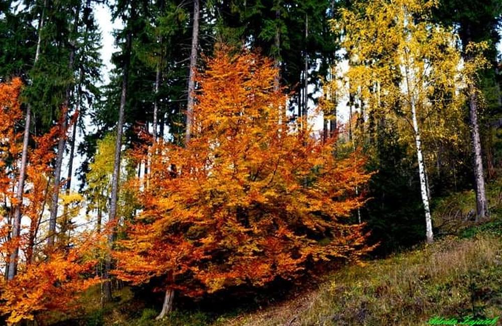 FOTO: Jesenné zábery Žiliny a okolia od našich čitateľov, foto 29