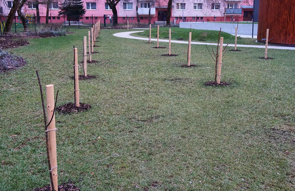 V Dobšinského sade na sídlisku Vlčince už vysadili ovocné stromy, foto 1