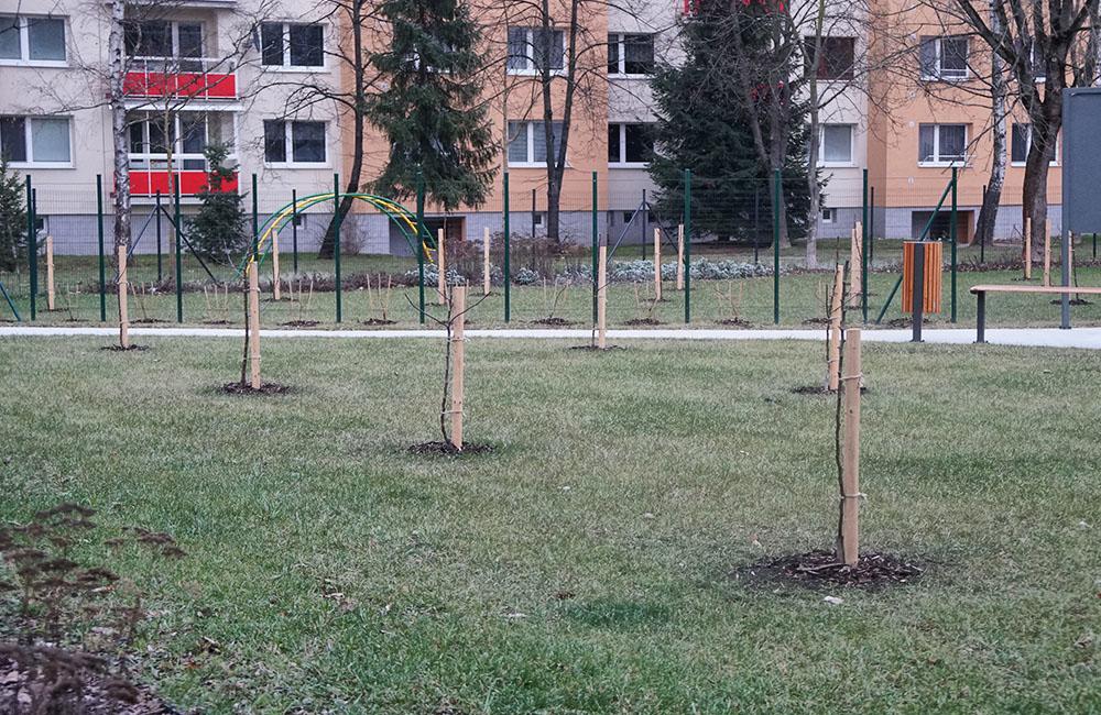 V Dobšinského sade na sídlisku Vlčince už vysadili ovocné stromy, foto 3