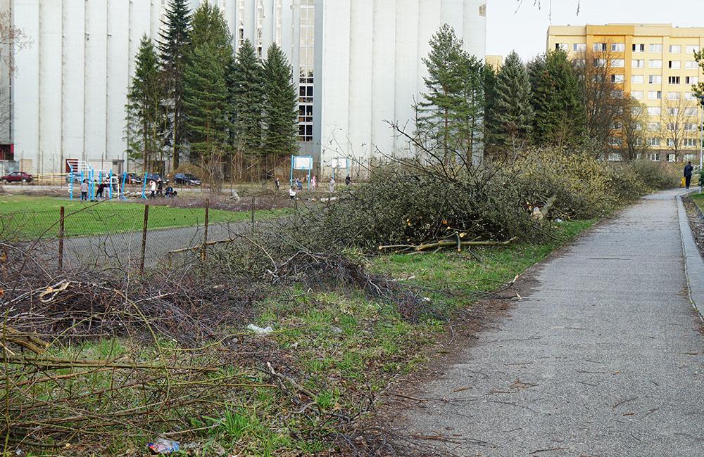 FOTO: Výrub stromov na športovisku v areáli Žilinskej univerzity, foto 2