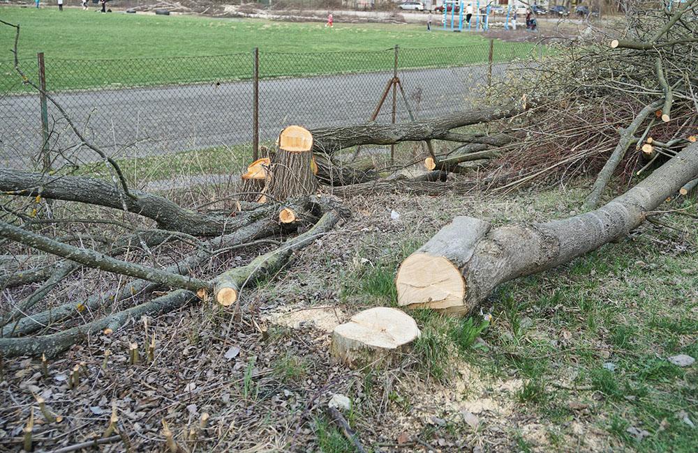 FOTO: Výrub stromov na športovisku v areáli Žilinskej univerzity, foto 3