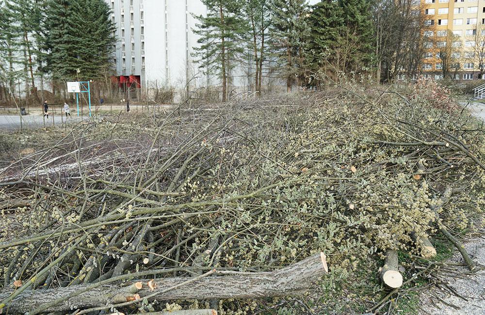 FOTO: Výrub stromov na športovisku v areáli Žilinskej univerzity, foto 5