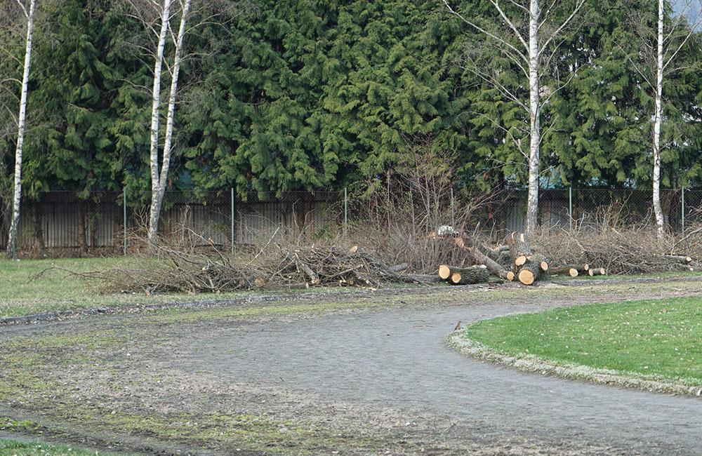 FOTO: Výrub stromov na športovisku v areáli Žilinskej univerzity, foto 9