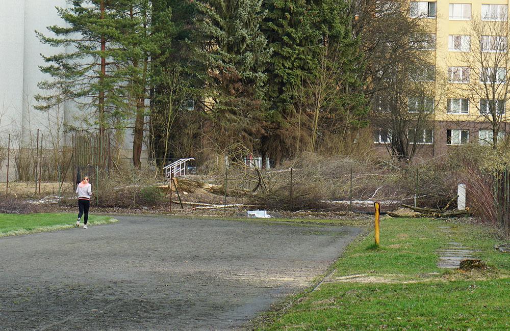 FOTO: Výrub stromov na športovisku v areáli Žilinskej univerzity, foto 12