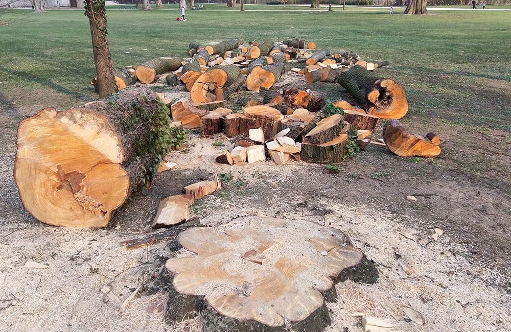 Výrub dvoch stromov v areáli Budatínskeho parku, foto 3