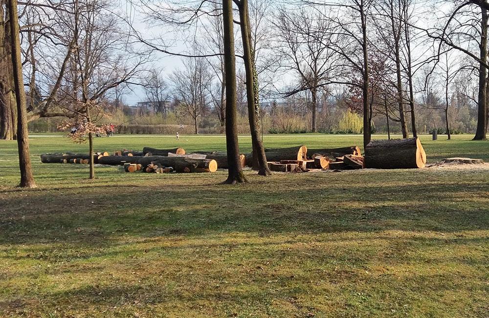 Výrub dvoch stromov v areáli Budatínskeho parku, foto 1