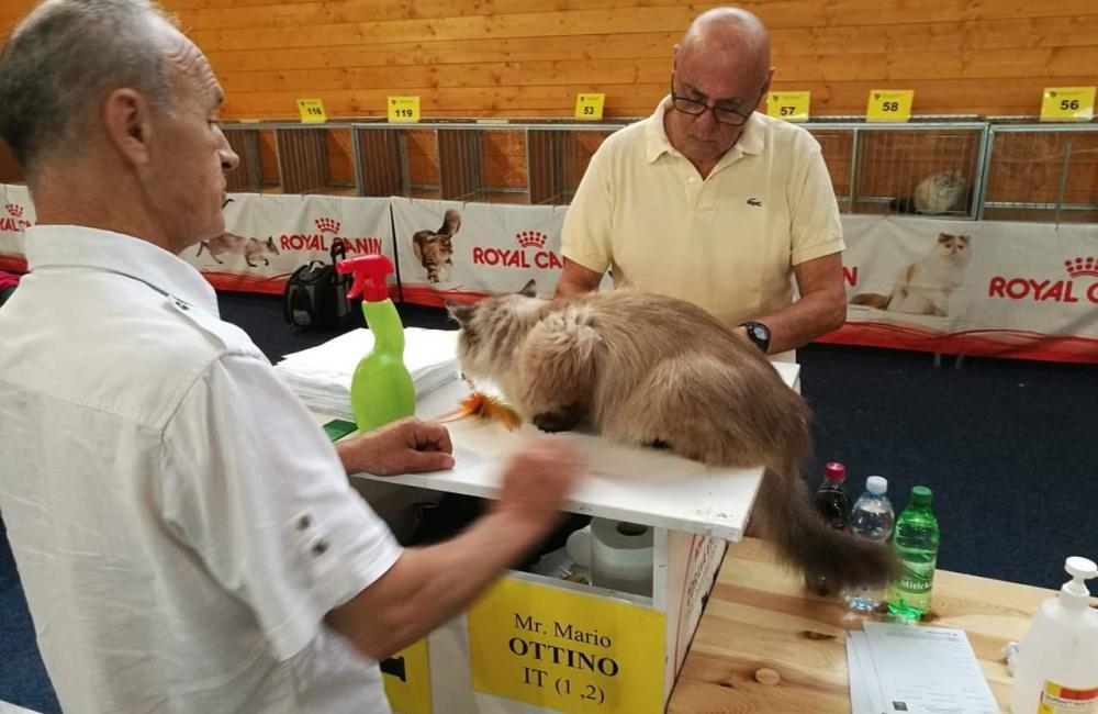 Výstava mačiek 2018 v Žiline, foto 4