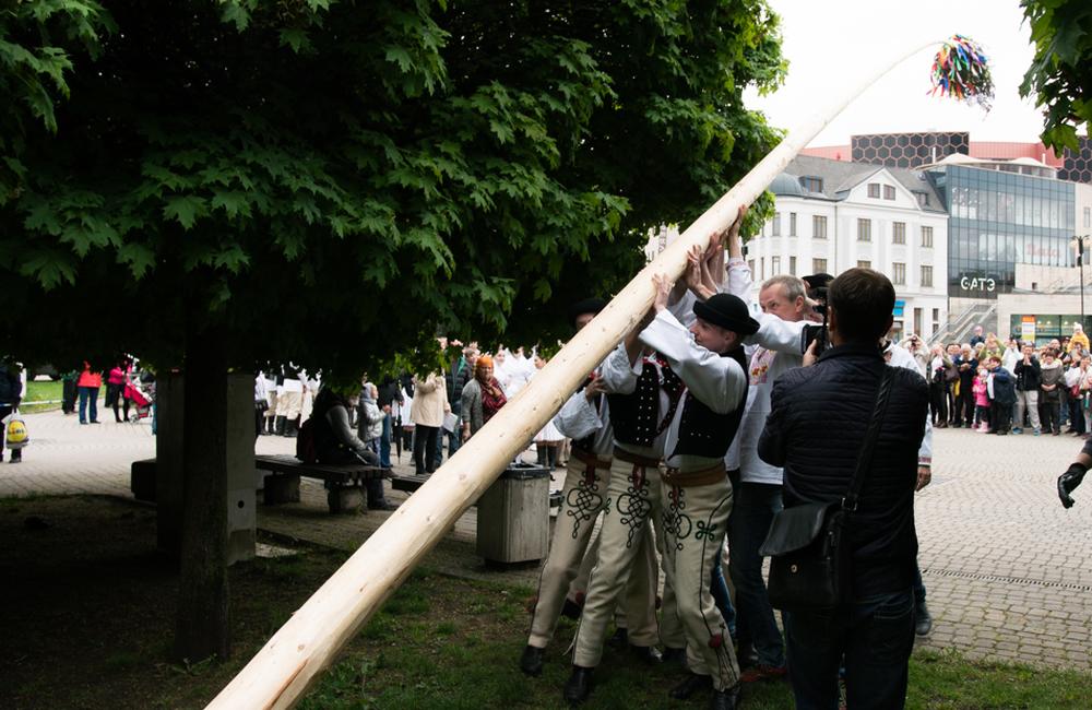 FOTO: Žilinský máj už stojí na Námestí Andreja Hlinku, foto 8