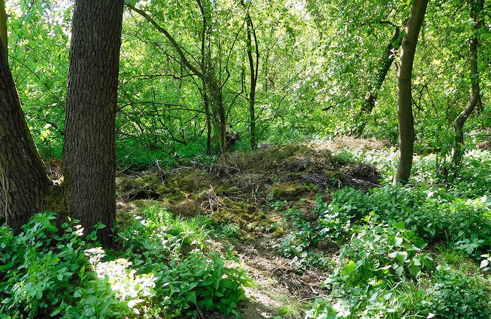 Záhradkári a dobrovoľníci čistili okraj žilinského lesoparku od bioodpadu, foto 2