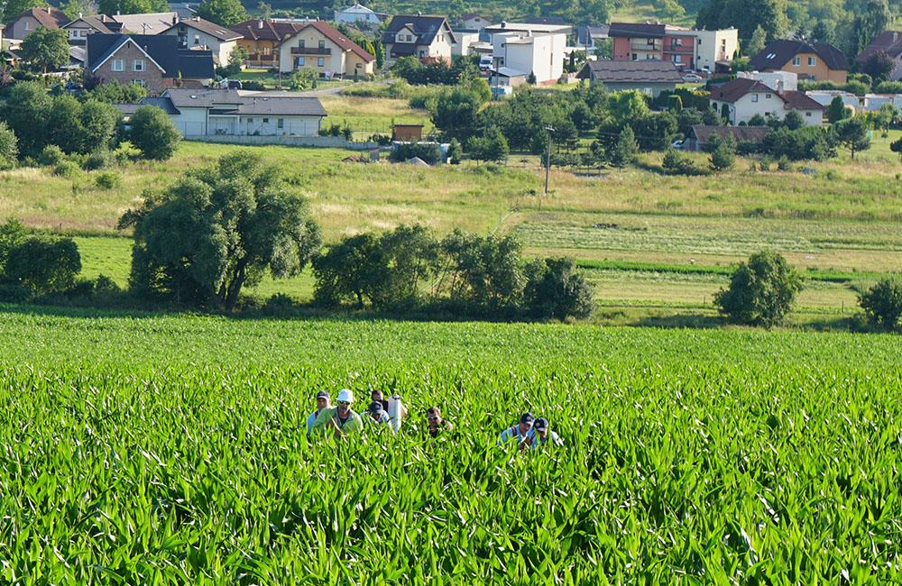Pristátie vetroňa na poli pri obci Višňové 6.7.2019, foto 2