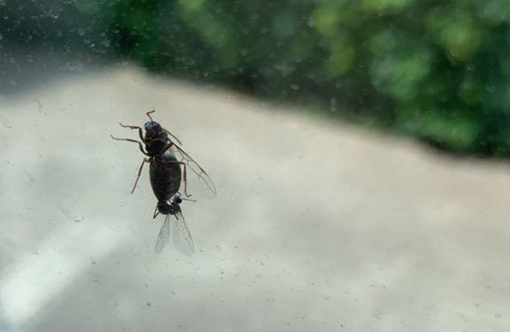 FOTO: Na území mesta Žilina je zvýšený výskyt okrídlených mravcov, foto 3
